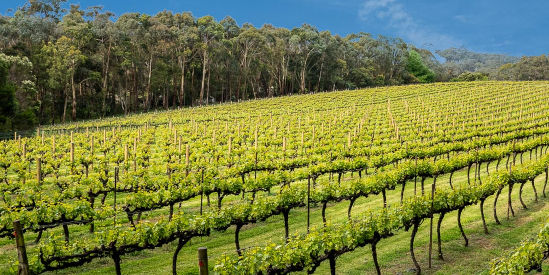 Main Ridge Estate, Red Hill