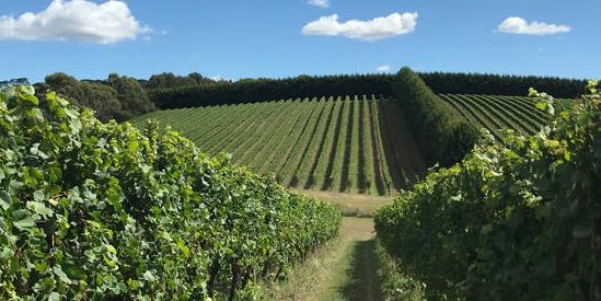 Red Hill Estate, Red Hill