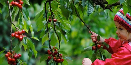 Ripe 'N' Ready Cherry Farm, Red Hill