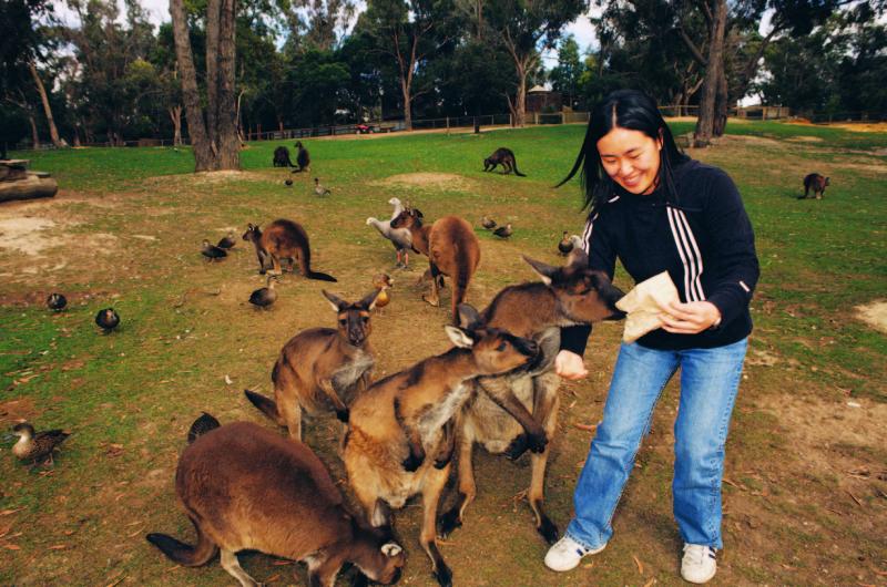 Goldfields highlights - Feeding the kangaroos, Ballarat Wildlife Park