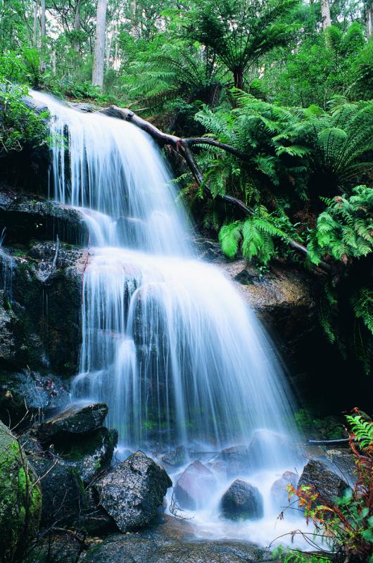 Goldfields highlights - Ferntree Falls, Mount Buangor State Park near Beaufort