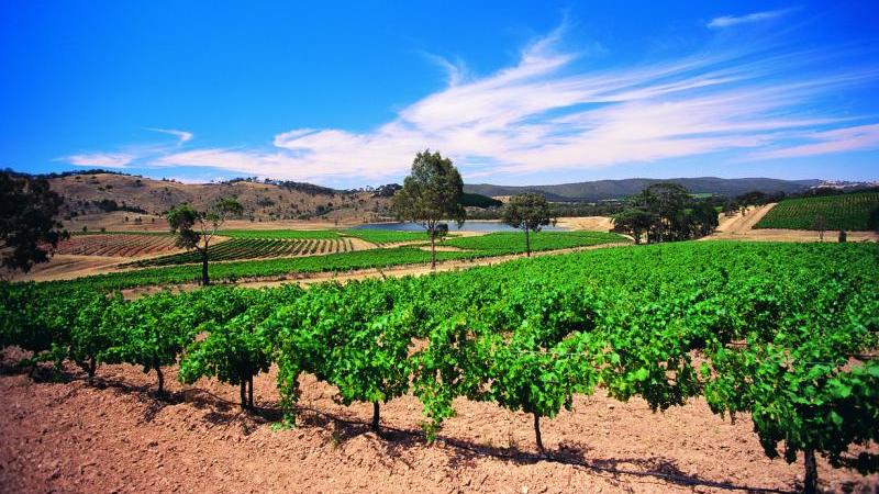 Goldfields highlights - Taltarni Vineyard, Moonambel (near Avoca)