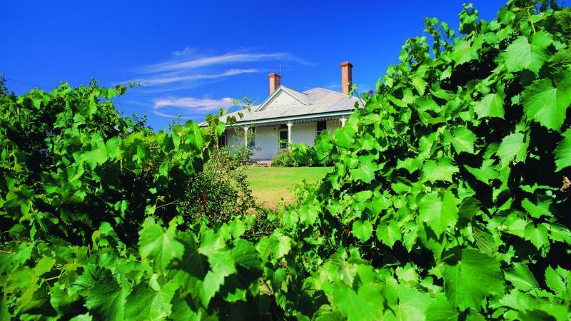 Goldfields highlights - Vineyard