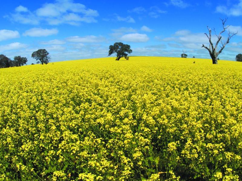 Grampians National Park - Canola fields