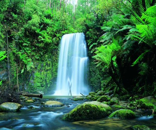 Great Otway National Park - Beauchamp Falls, Beech Forest