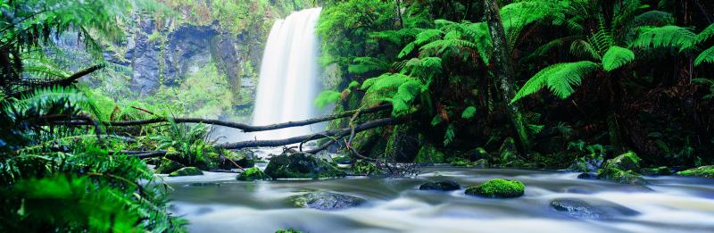 Great Otway National Park - Hopetoun Falls, Beech Forest