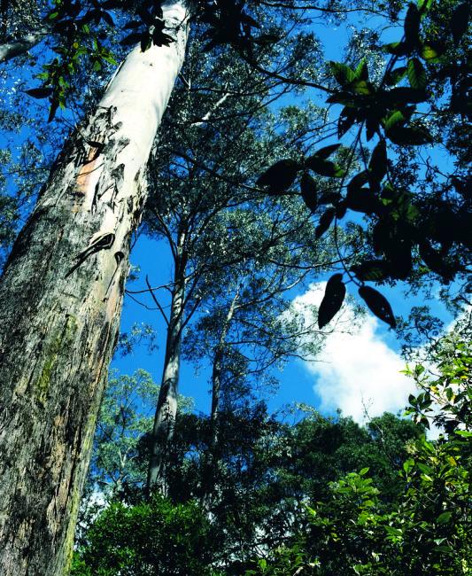 Great Otway National Park - Towering trees of the forest