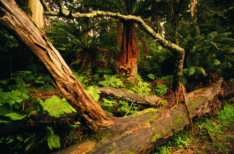 Great Otway National Park - Vegetation in the national park