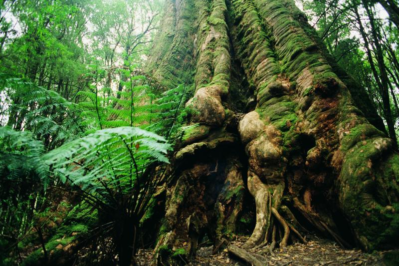 Great Otway National Park - Huge tree trunk