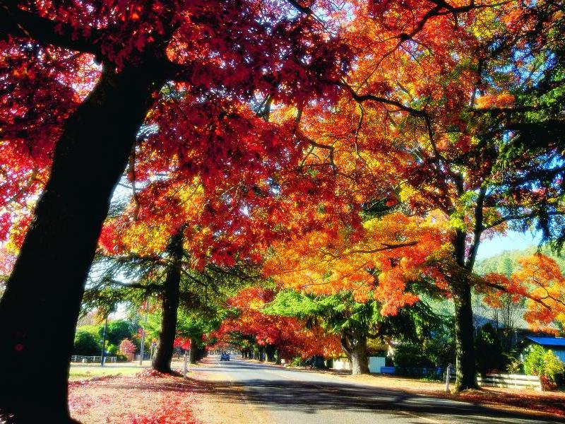Alpine Region - One of Bright's colourful streets in autumn