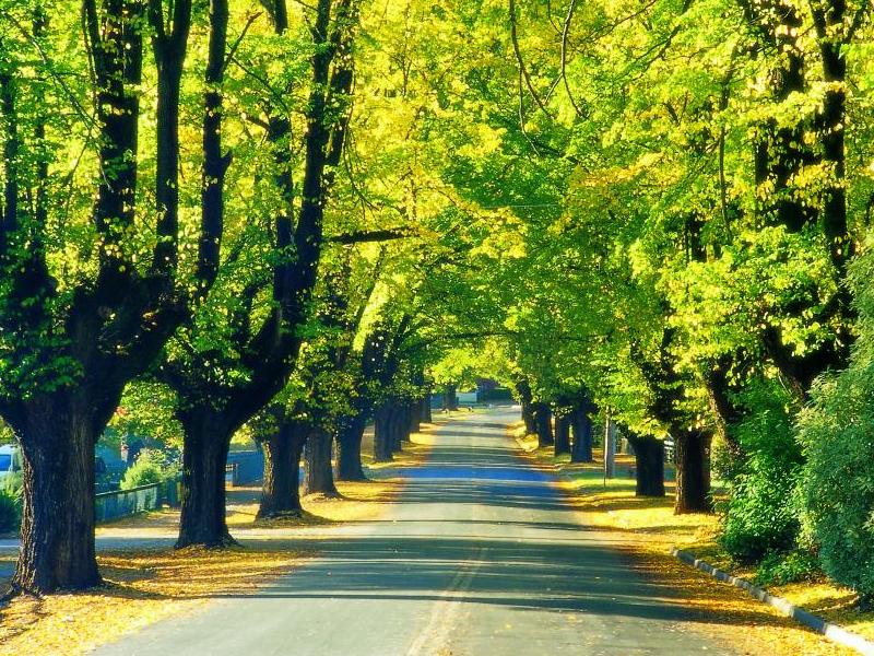 Alpine Region - Cobden Street in Bright