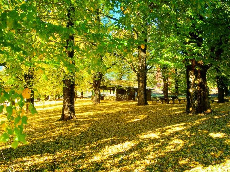 Alpine Region - Ovens Park, Bright
