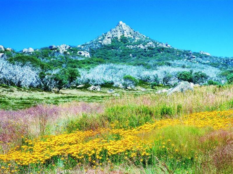 Alpine Region - Mount Buffalo, wildflowers and The Horn in the background