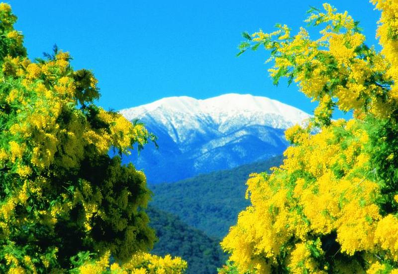 Alpine Region - View of Mount Feathertop surrounded by wattle