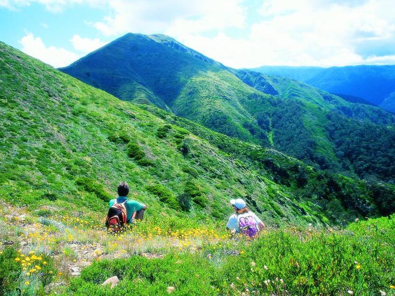 Alpine Region - Wildflowers, Mount Feathertop