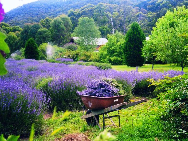 Alpine Region - Lavender farm