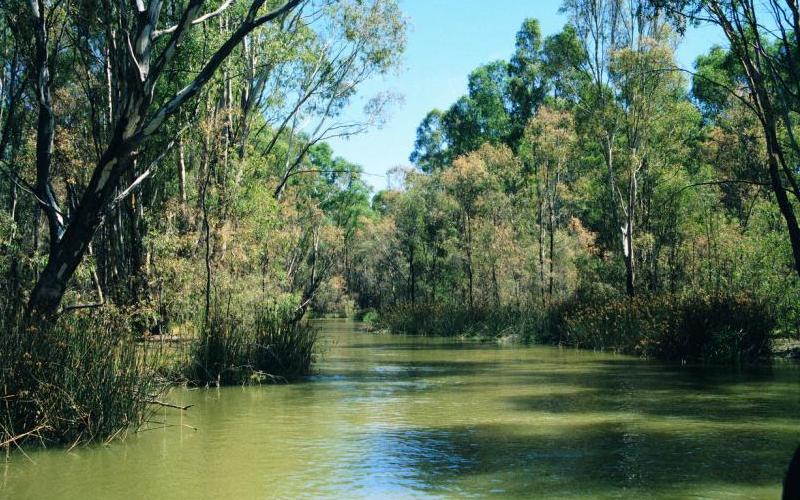 Murray River - Murray River through Barmah State Forest