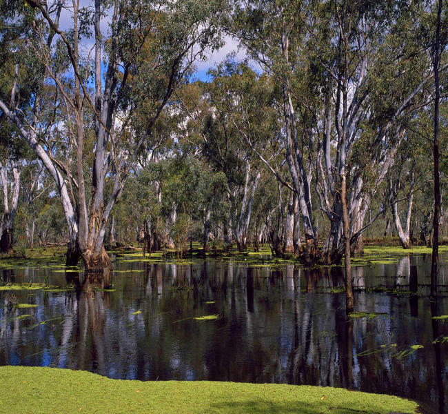 Murray River - Barmah State Forest