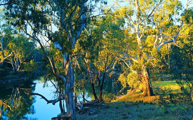 Murray River - Murray River near Rutherglen