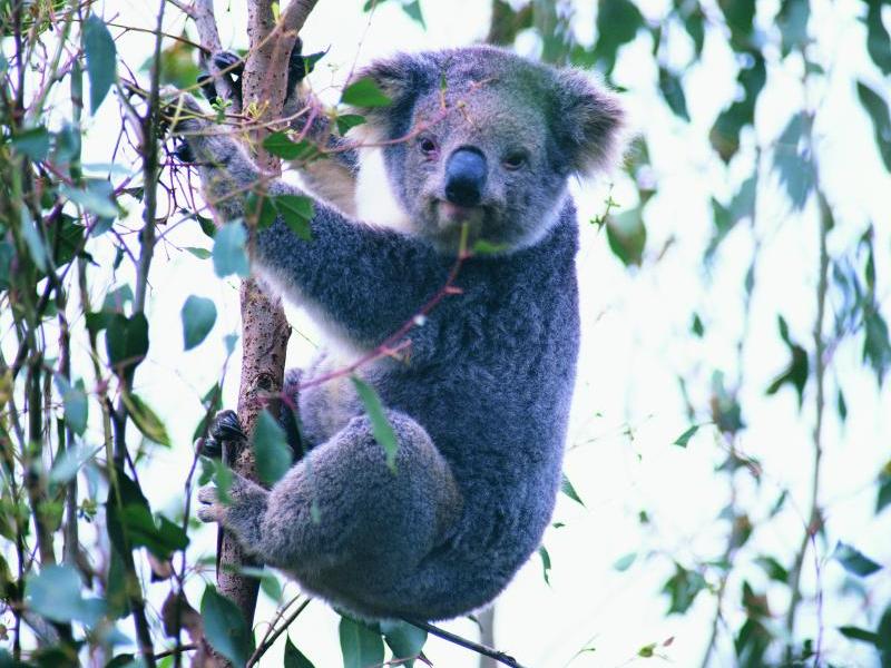 Phillip Island highlights - Koala at conservation centre