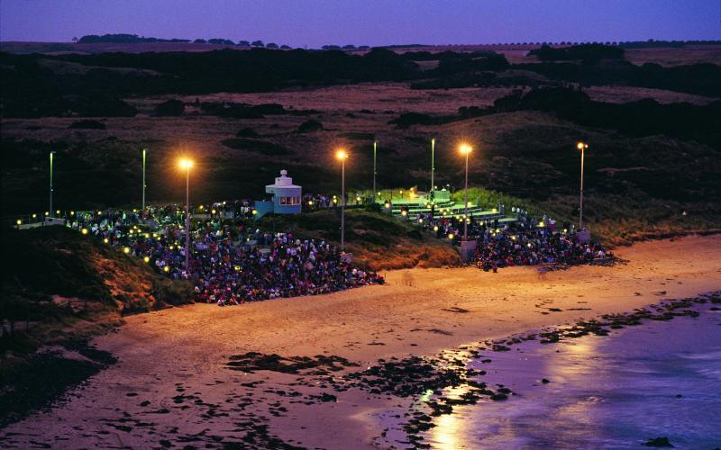 Phillip Island highlights - Penguin Parade