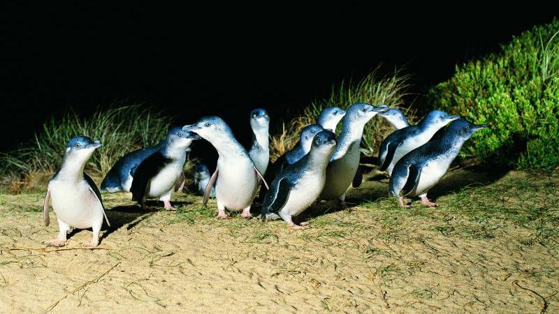 Phillip Island highlights - Penguin Parade