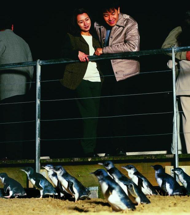 Phillip Island highlights - Penguin Parade