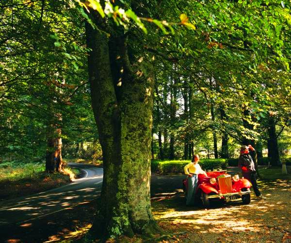 The Dandenongs - Driving through the Dandenongs