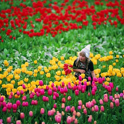 The Dandenongs - Tesselaar's Tulip Farm, Silvan