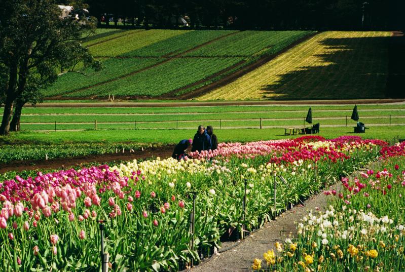 The Dandenongs - Tesselaar's Tulip Farm, Silvan