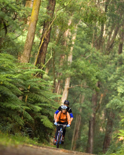 The Dandenongs - Bike riding through the Dandenong Ranges National Park