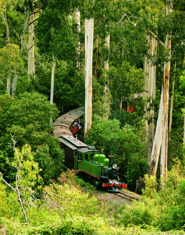 The Dandenongs - Puffing Billy railway through the forest