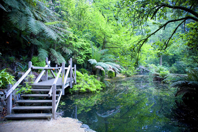 The Dandenongs - Alfred Nicholas Gardens, Sherbrooke