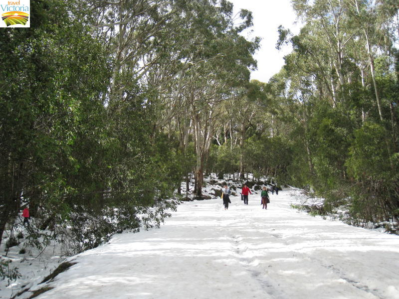 Mount Donna Buang snow - Snow covered road approaching summit