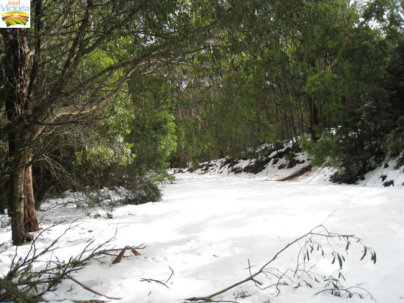 Mount Donna Buang snow - Snow near summit