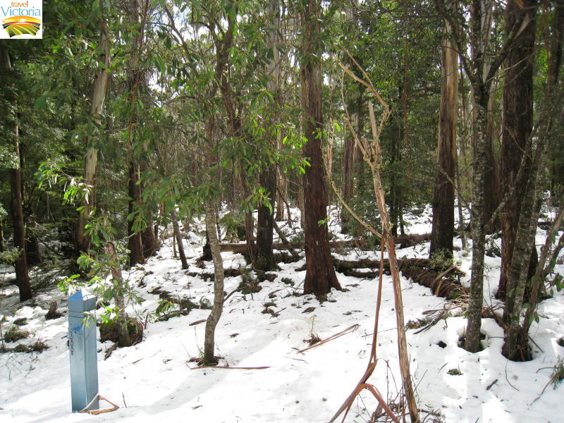 Mount Donna Buang snow - Snow near summit