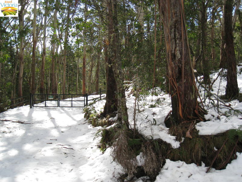 Mount Donna Buang snow - Snow near summit