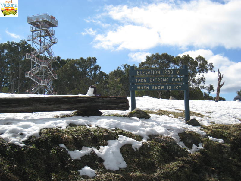 Mount Donna Buang snow - Summit and lookout tower