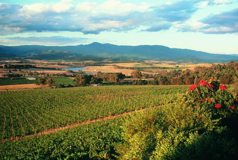 Yarra Valley - Vineyards