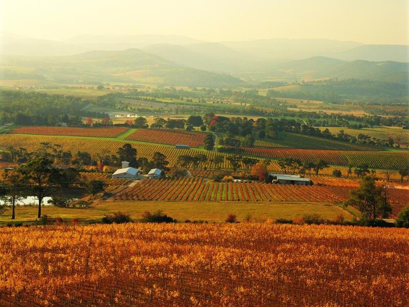 Yarra Valley - Vineyards