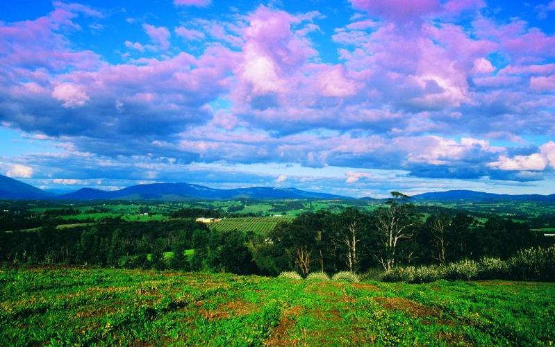 Yarra Valley - Coldstream hills