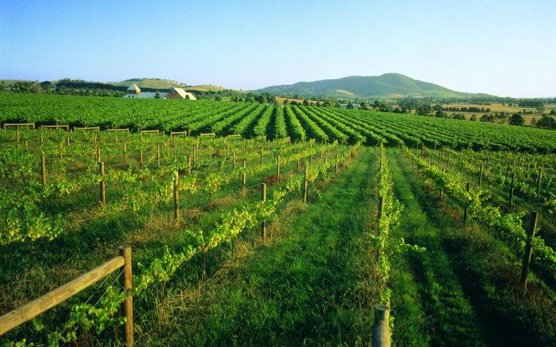 Yarra Valley - Rochford on Eyton, Coldstream