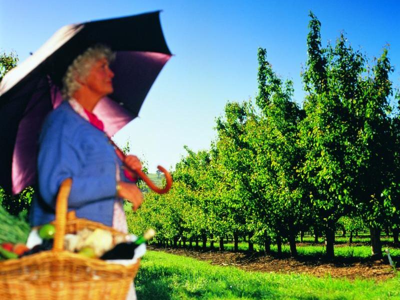 Yarra Valley - Local orchard