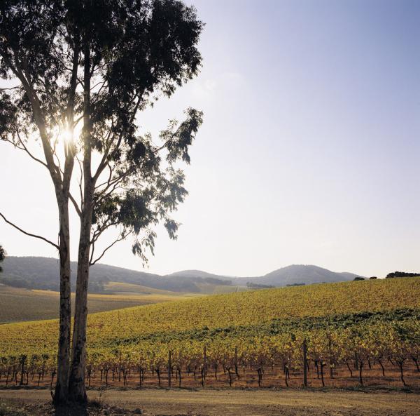 Yarra Valley - De Bortoli Winery