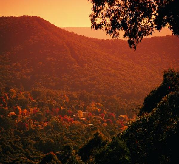 Yarra Valley - Yarra Ranges National Park near Marysville
