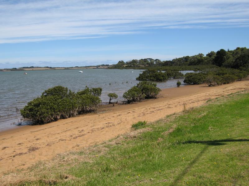 Rhyll - Boat ramp, Rhyll Jetty and coast along southern section of Beach Road: Mangroves along coast at Beach Rd, west of Walton St
