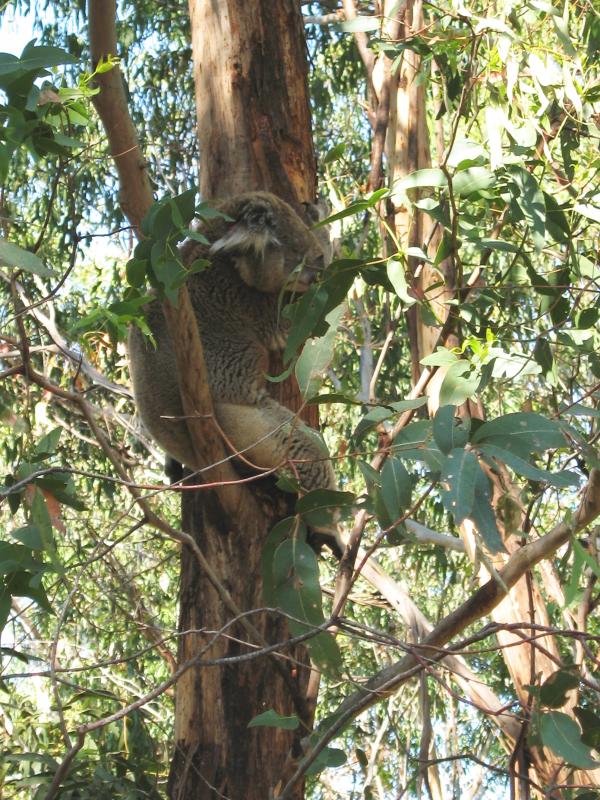Rhyll - Koala Conservation Centre, Phillip Island Road - Koala in a tree