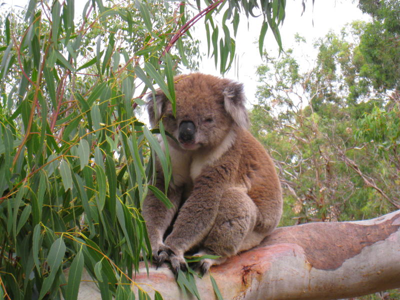 Rhyll - Koala Conservation Centre, Phillip Island Road - Koala sitting on tree branch