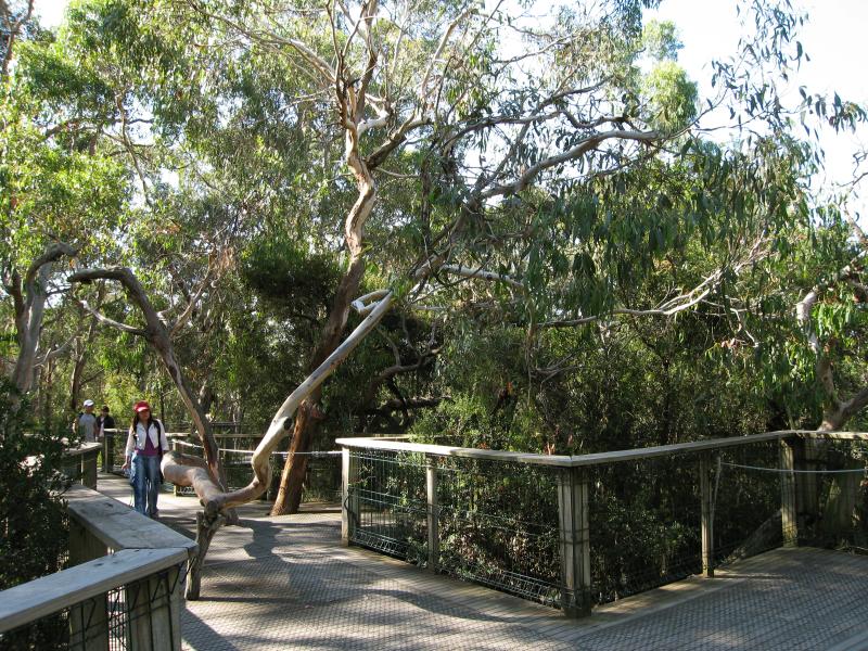 Rhyll - Koala Conservation Centre, Phillip Island Road: Woodland Boardwalk