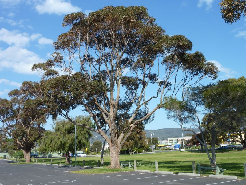 Rosebud - Village Green, Point Nepean Road opposite 6th and 7th Avenues: View across Village Green from car park